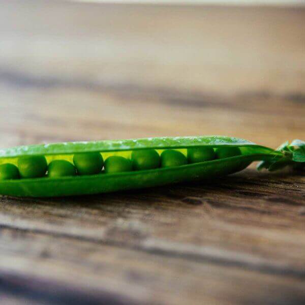 pea pod that is slightly open